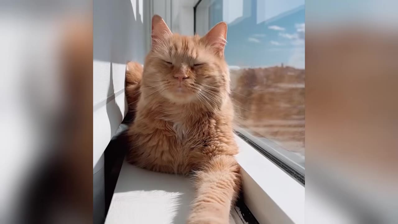 An orange long-haired cat lies on a white windowsill next to a window, squinting in the sunlight.