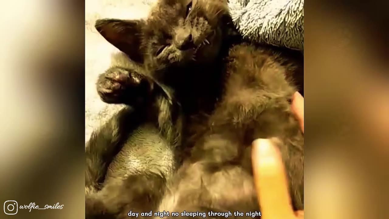 A close-up of a small, dark grey kitten lying on its back on a soft blanket, squinting its eyes and showing its tiny teeth in a smile as a hand gently pets its belly.