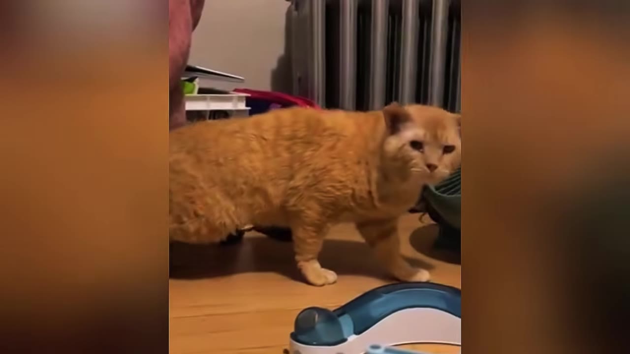 An orange cat with a slightly grumpy expression stands on a wooden floor next to a blue and white toy.