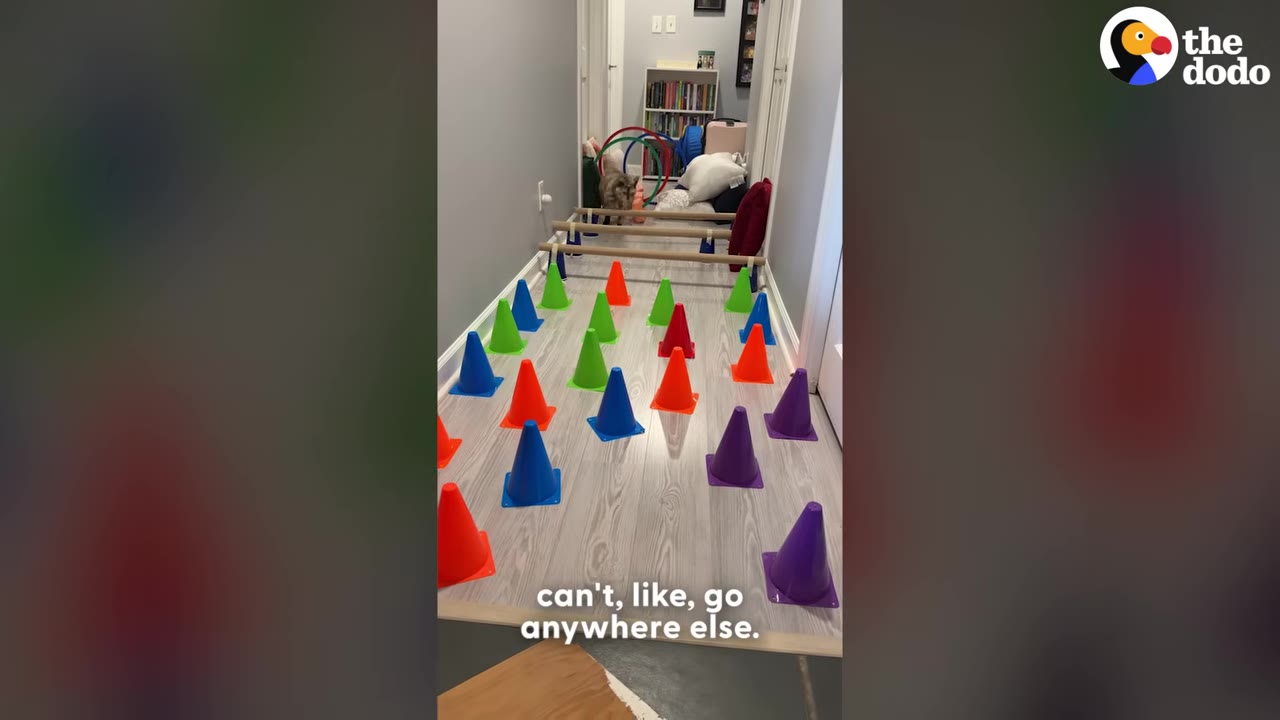 A hallway filled with colorful plastic cones, cardboard hurdles, and hula hoops forming an indoor obstacle course for a pet.