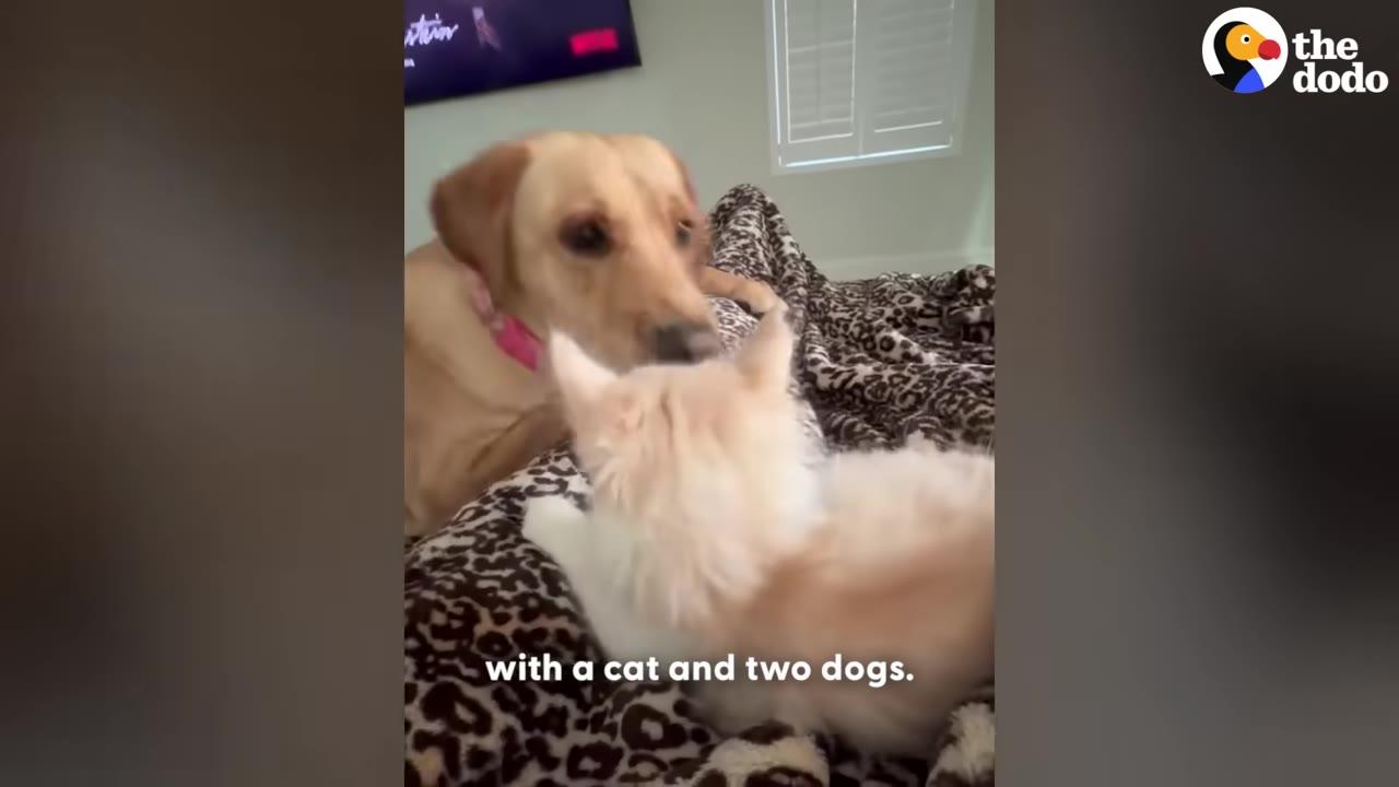 A fluffy light-colored kitten interacts with a yellow Labrador retriever on a leopard-print blanket.