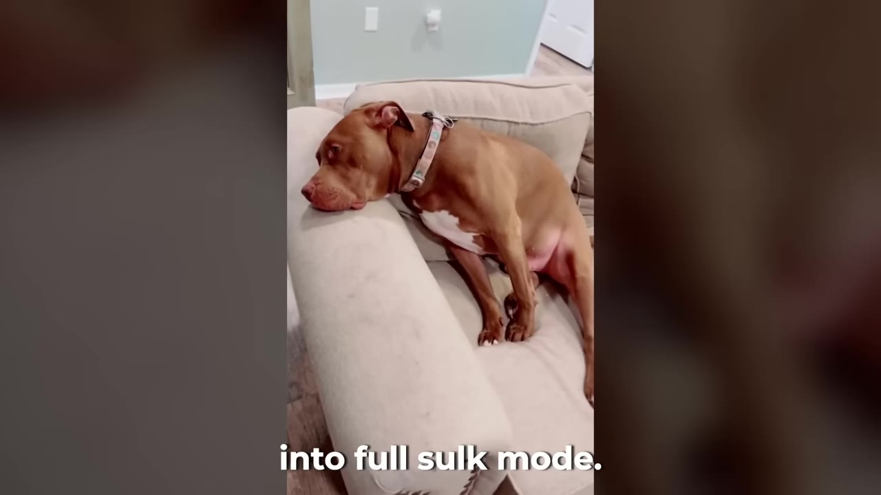 A brown pit bull dog rests its chin sadly on the arm of a beige sofa, looking downcast.