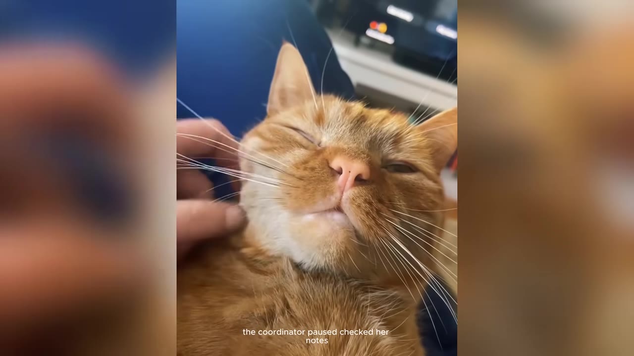 An orange cat with closed eyes is being gently petted on its cheek by a hand, with a subtitle reading 'the coordinator paused checked her notes'.