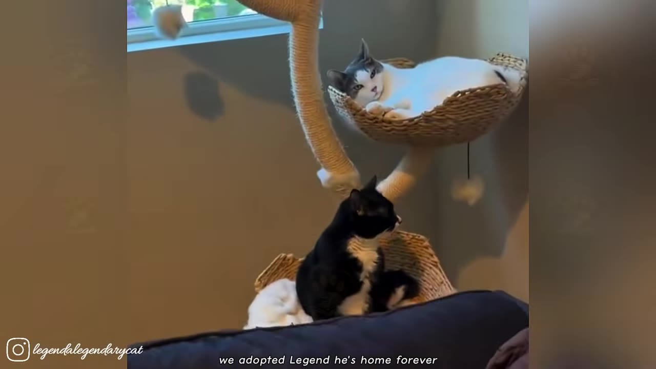 A black and white cat sits on a lower basket of a cat tree while a white and grey cat rests in the upper basket.