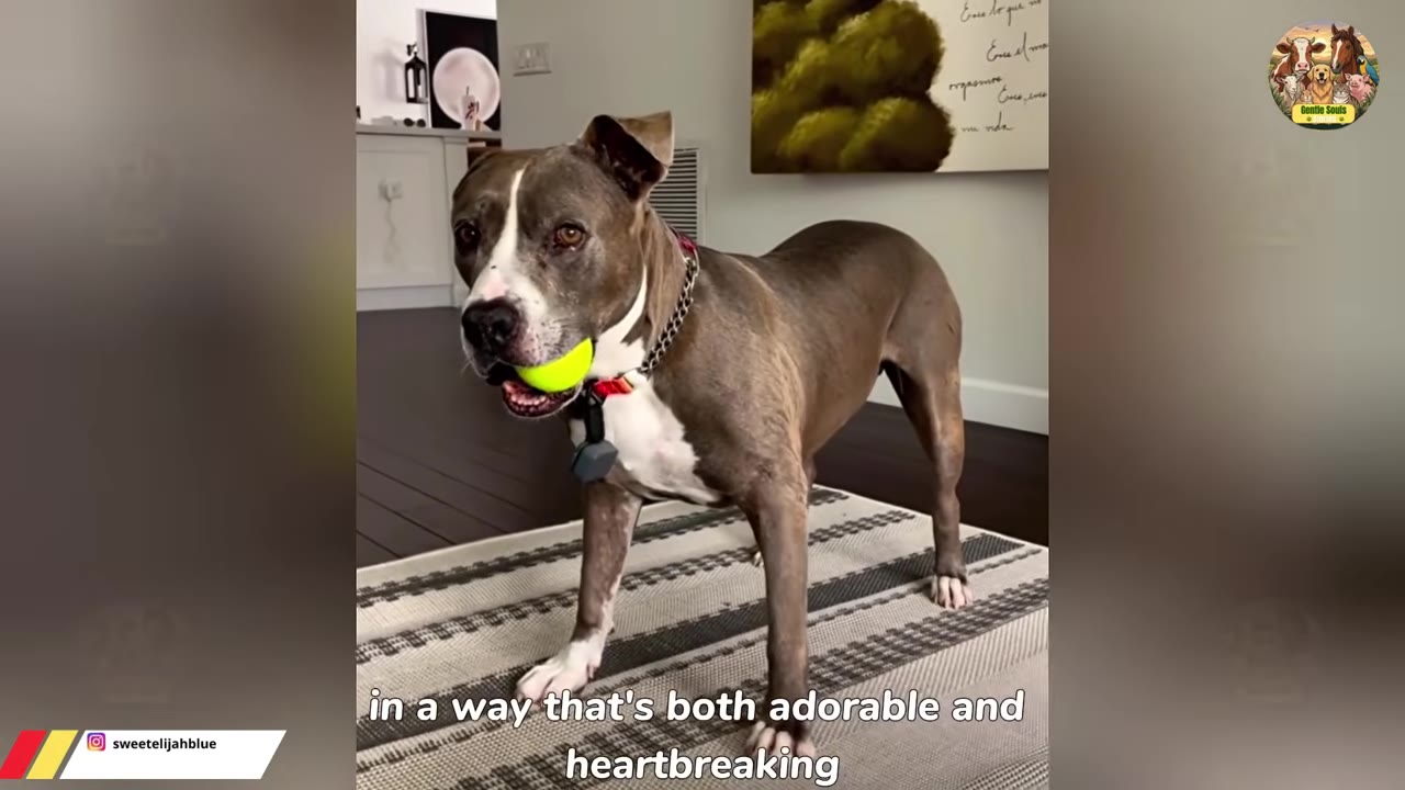 A grey and white pit bull mix standing on a striped rug inside a house, holding a bright yellow tennis ball in its mouth.