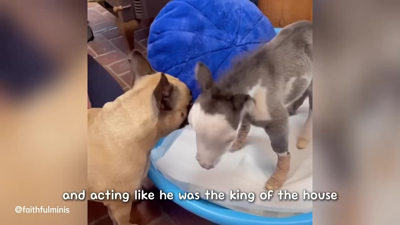 A tiny miniature horse stands in a blue plastic tub next to a French bulldog, looking down at the dog.