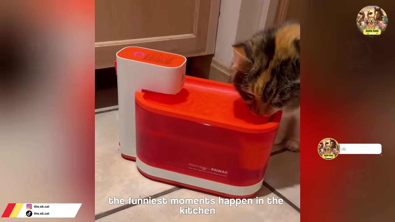 A calico cat drinks from a red and white pet water fountain on a tiled kitchen floor.