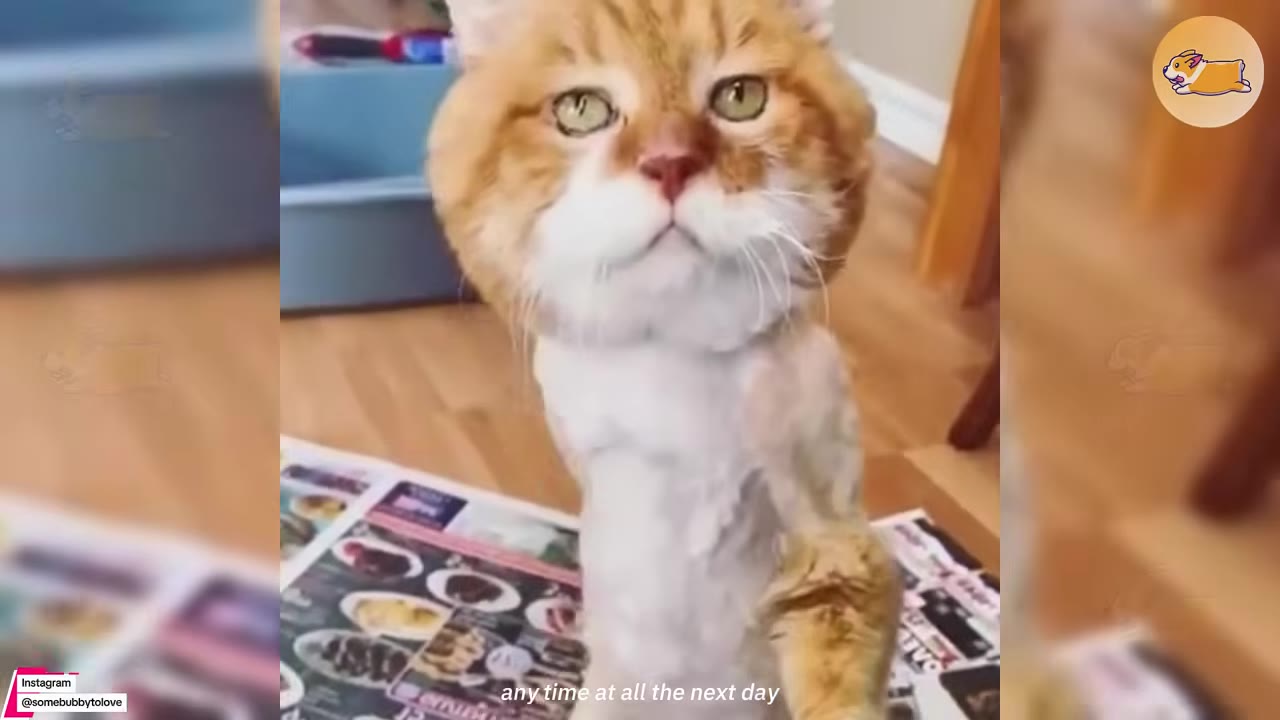 A close-up shot of an orange and white cat looking directly at the camera.
