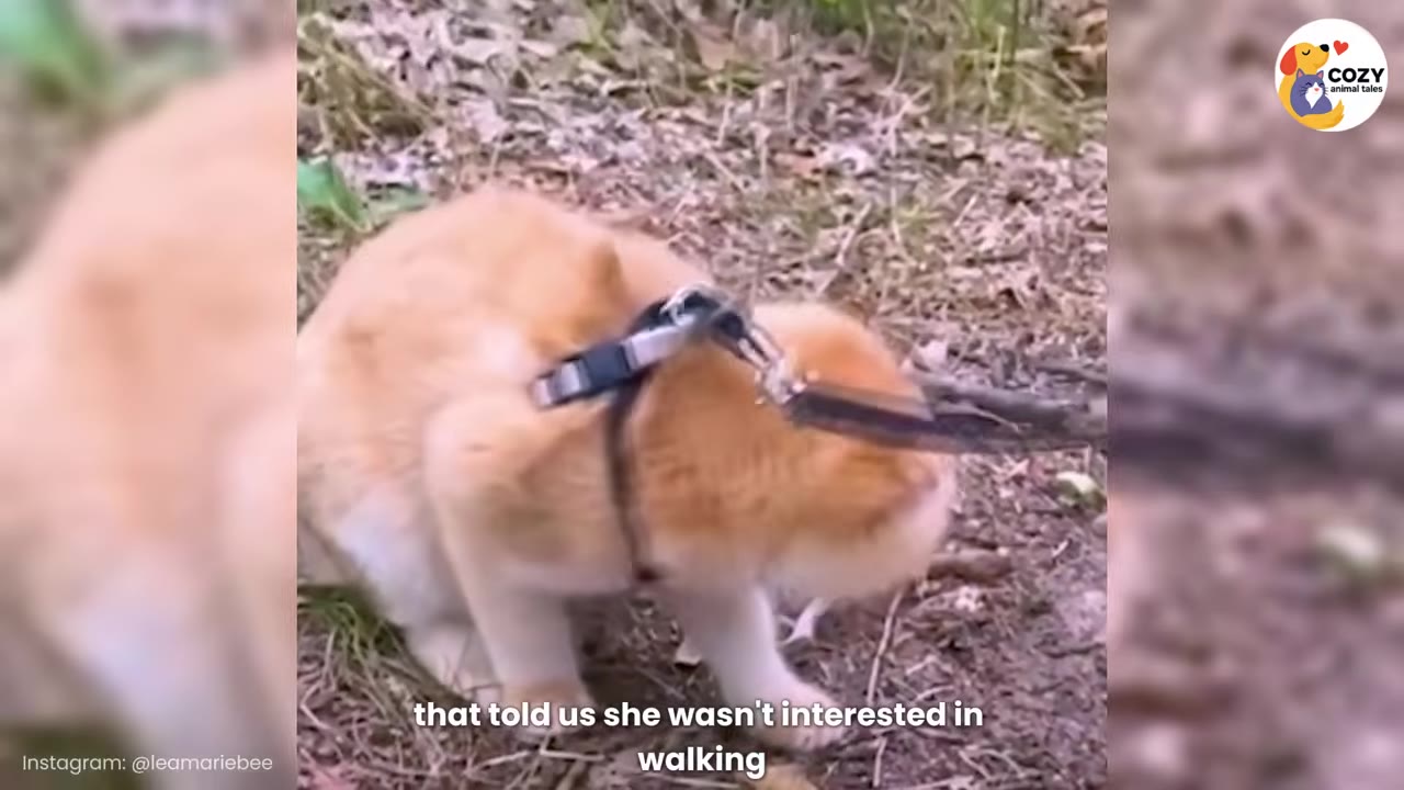 An orange kitten wearing a black harness sits on a dirt path covered with dry leaves.
