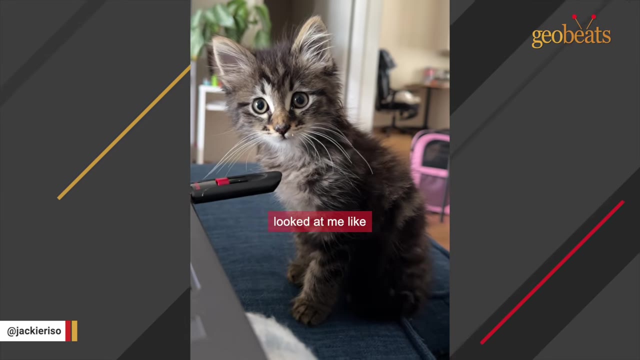 A small, fluffy tabby kitten sits on a blue couch and looks directly up at the camera with wide, expressive eyes.