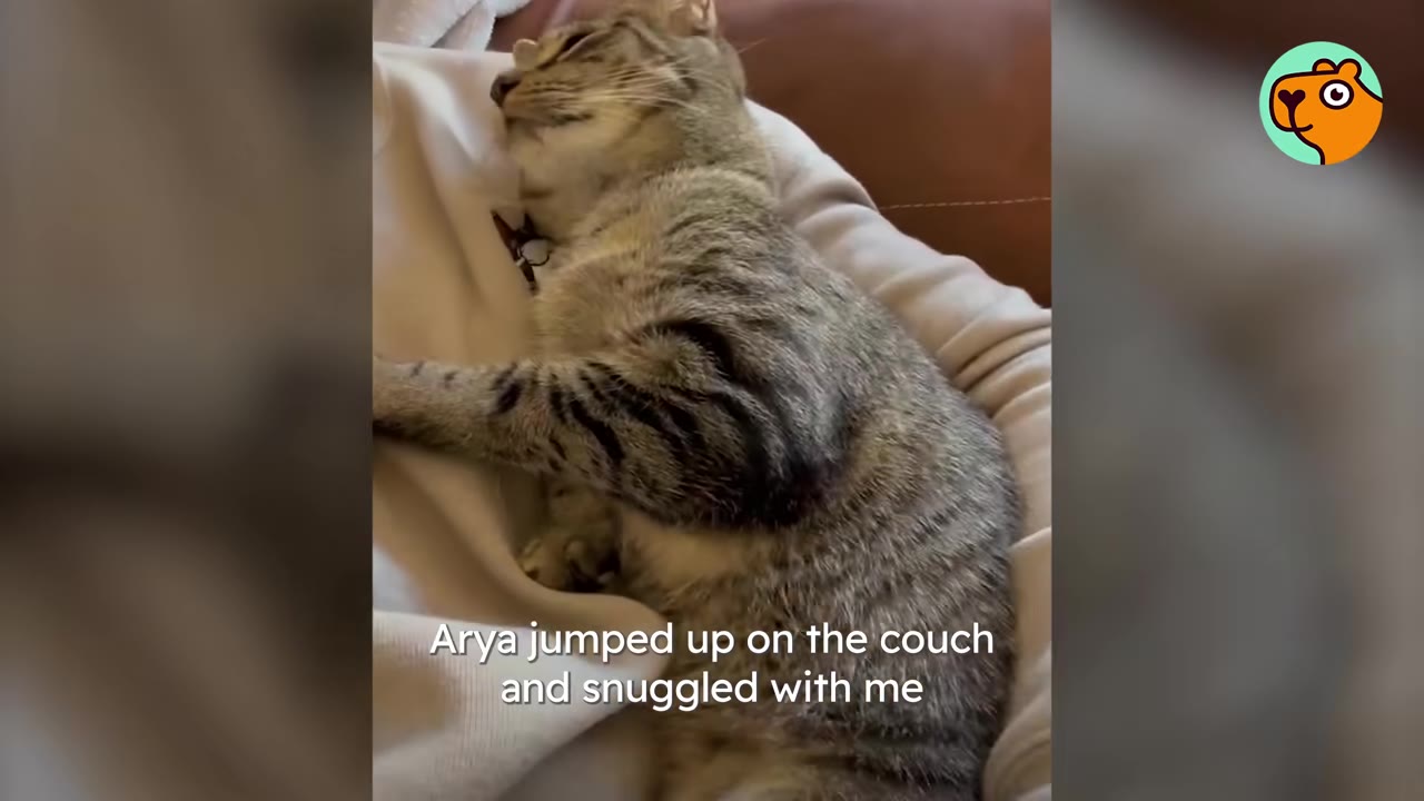 A tabby cat named Arya snuggles peacefully on a person's lap on a couch.
