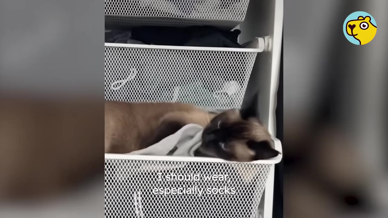 A Siamese cat lying inside a white wire mesh drawer, looking up with alert blue eyes.