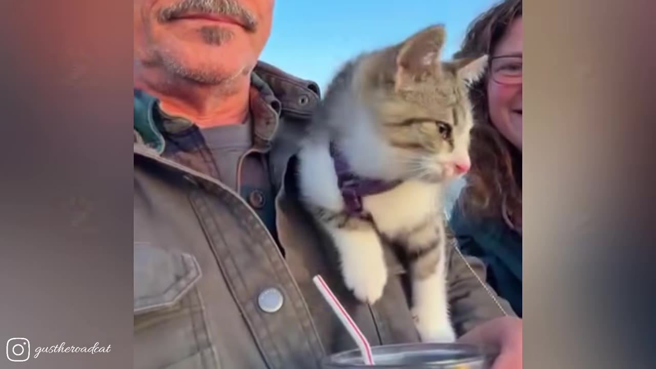 A small tabby and white kitten wearing a purple harness sits nestled in the jacket of a man, with a woman smiling in the background.