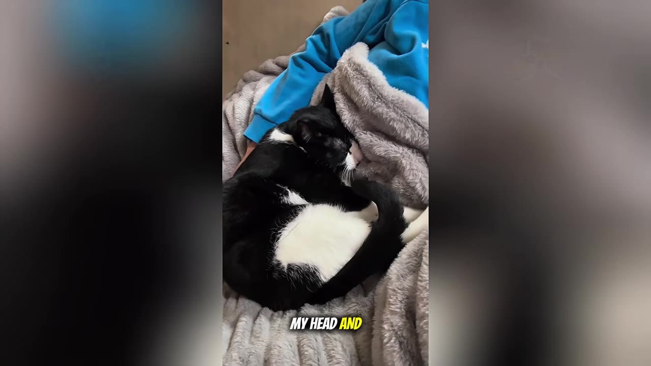 A black and white tuxedo cat curled up asleep next to a person wearing a blue sweatshirt under a plush grey blanket.