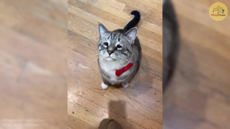 North Carolina Cat Faced Blindness Until One Rare Procedure Changed His Fate