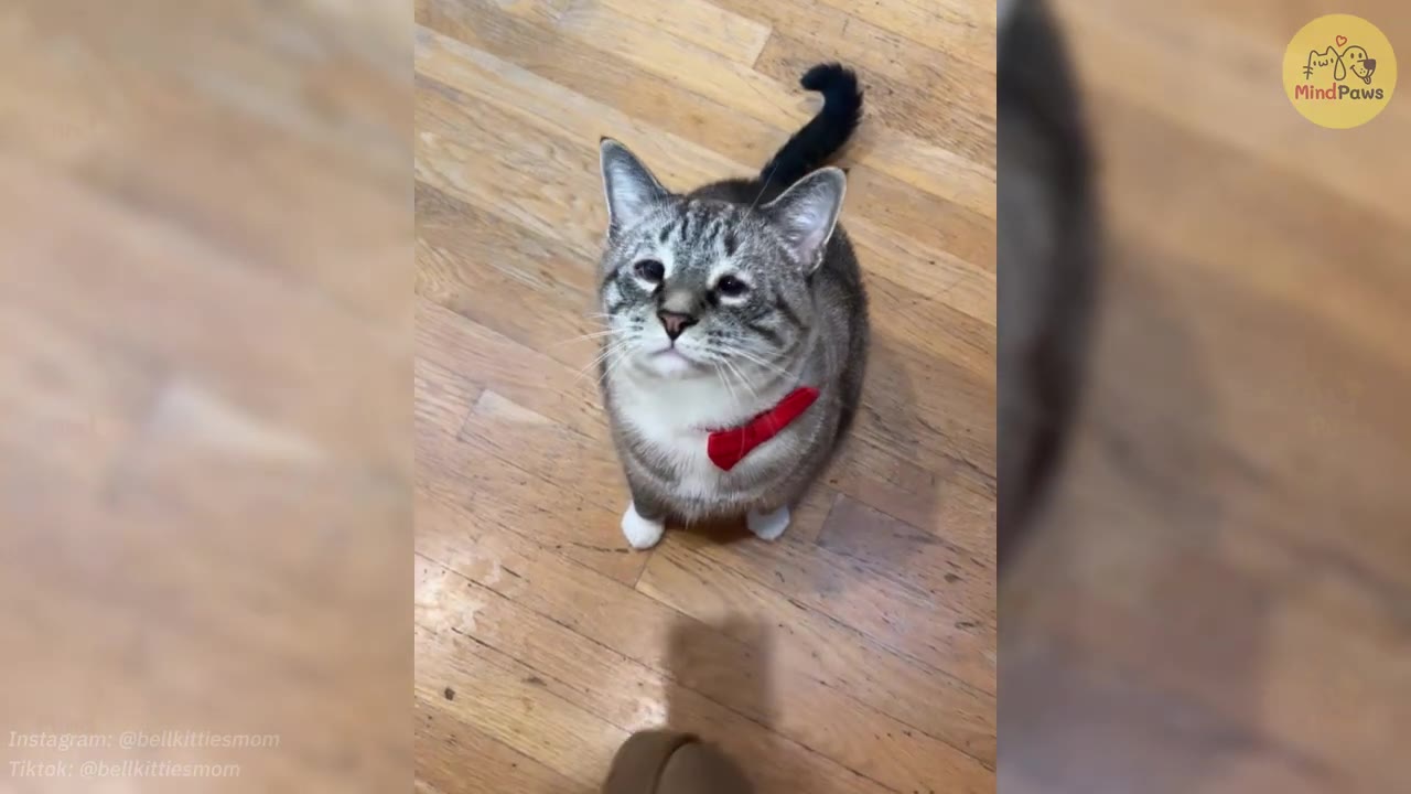 A close-up, high-angle shot of a grey and white tabby cat wearing a red bow tie, sitting on a wooden floor and looking up with squinted eyes.