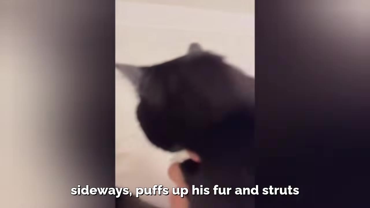 A black cat seen from behind, with text on screen reading 'sideways, puffs up his fur and struts'.