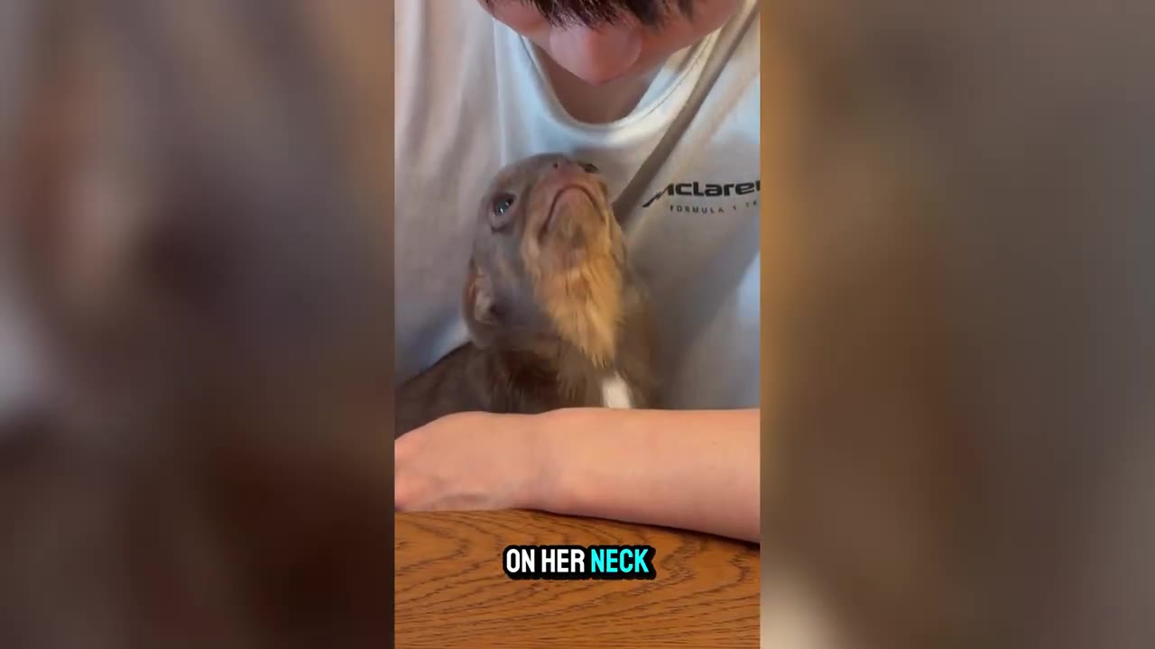 A tiny brown chihuahua-mix dog snuggles close to a person, resting its chin near their neck and looking up affectionately.