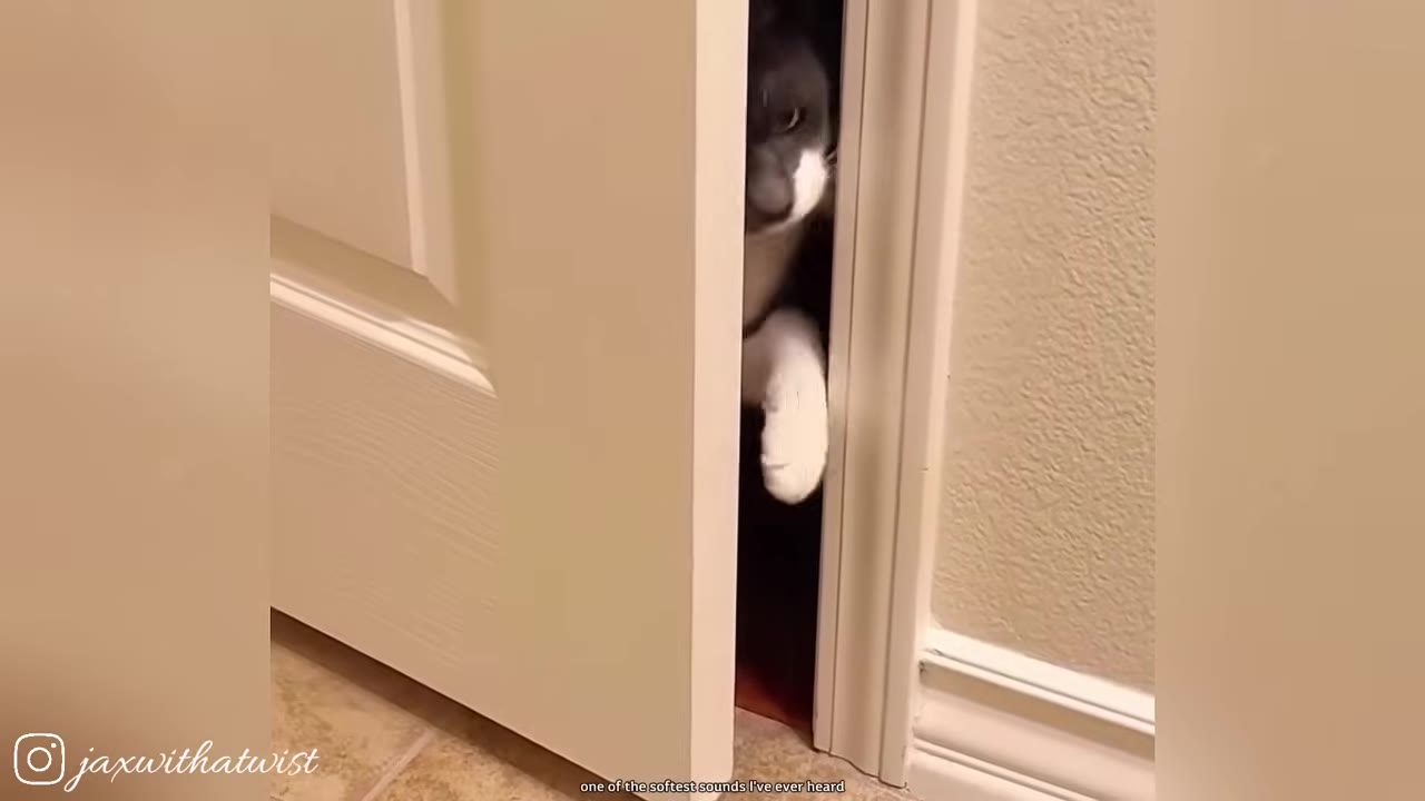 A grey and white cat peeking through a cracked open white interior door, showing its face and one white paw.