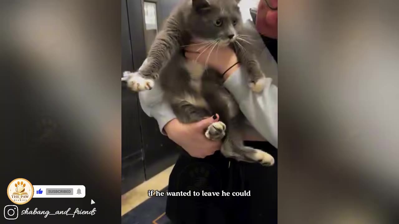 A person holding a grey and white cat in their arms, with the cat looking calm and relaxed.