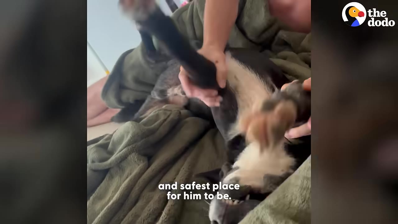 A black and white dog lies on its back on a green blanket while being playfully petted by its owners.