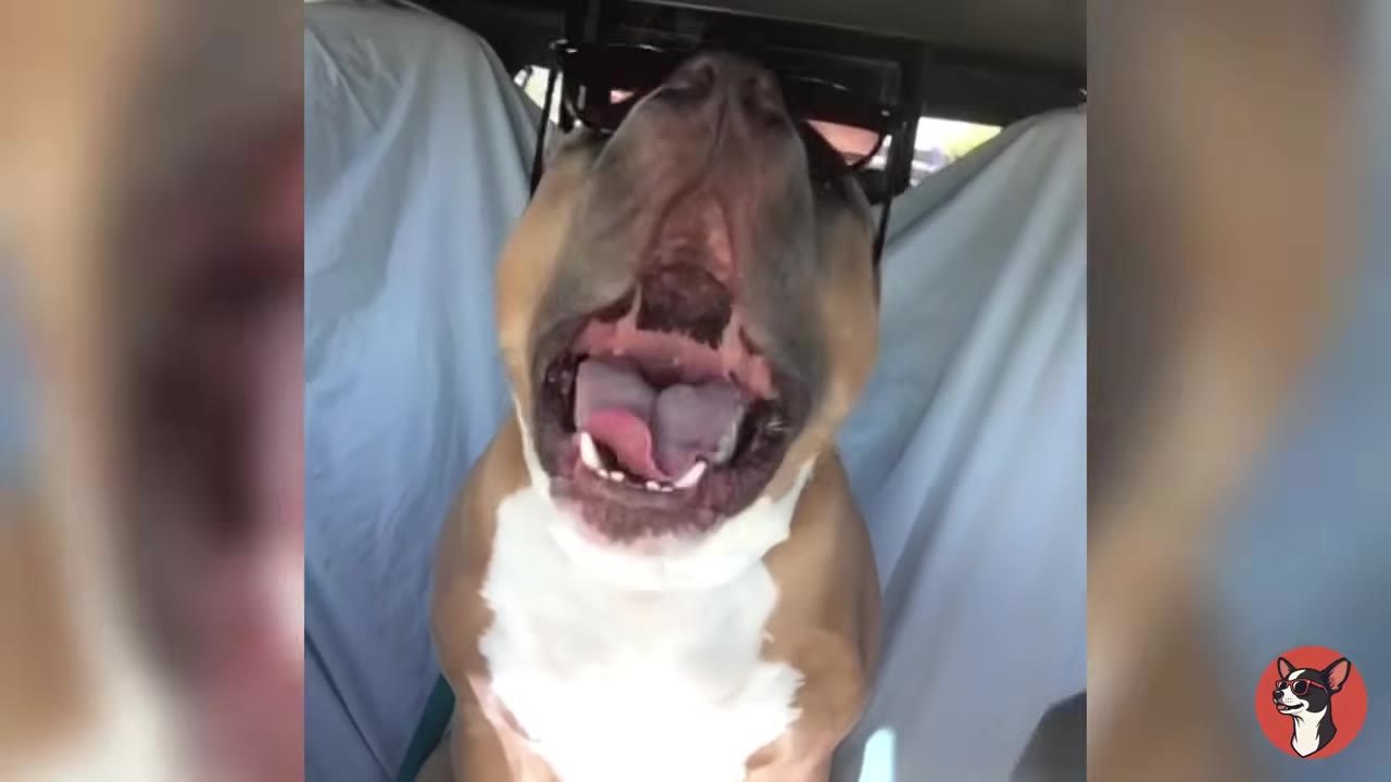 A tan and white dog with its mouth wide open in a dramatic yawn or screech, wearing sunglasses on its head while sitting in a vehicle.