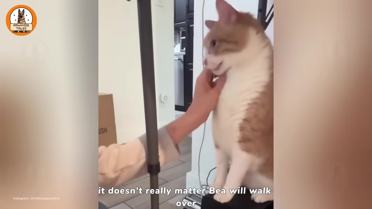 An orange and white cat sitting upright while being gently petted under the chin by a person's hand.