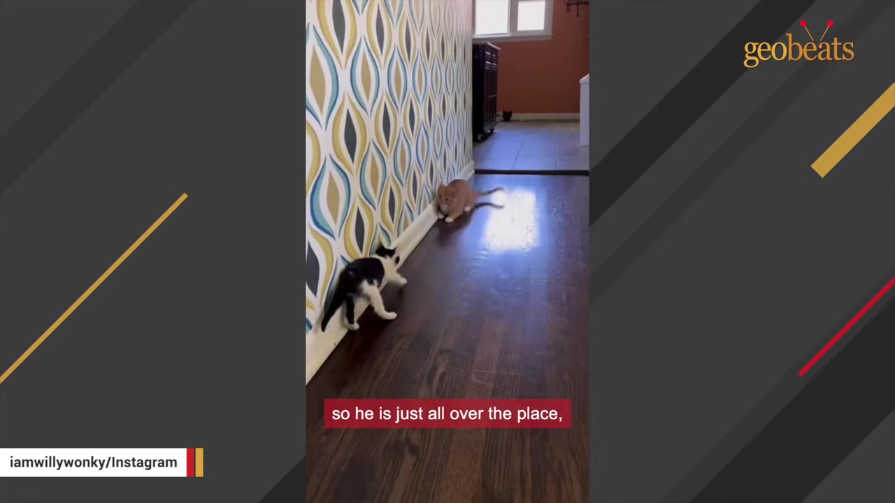 A black and white kitten runs down a wooden hallway with patterned wallpaper towards an orange cat.