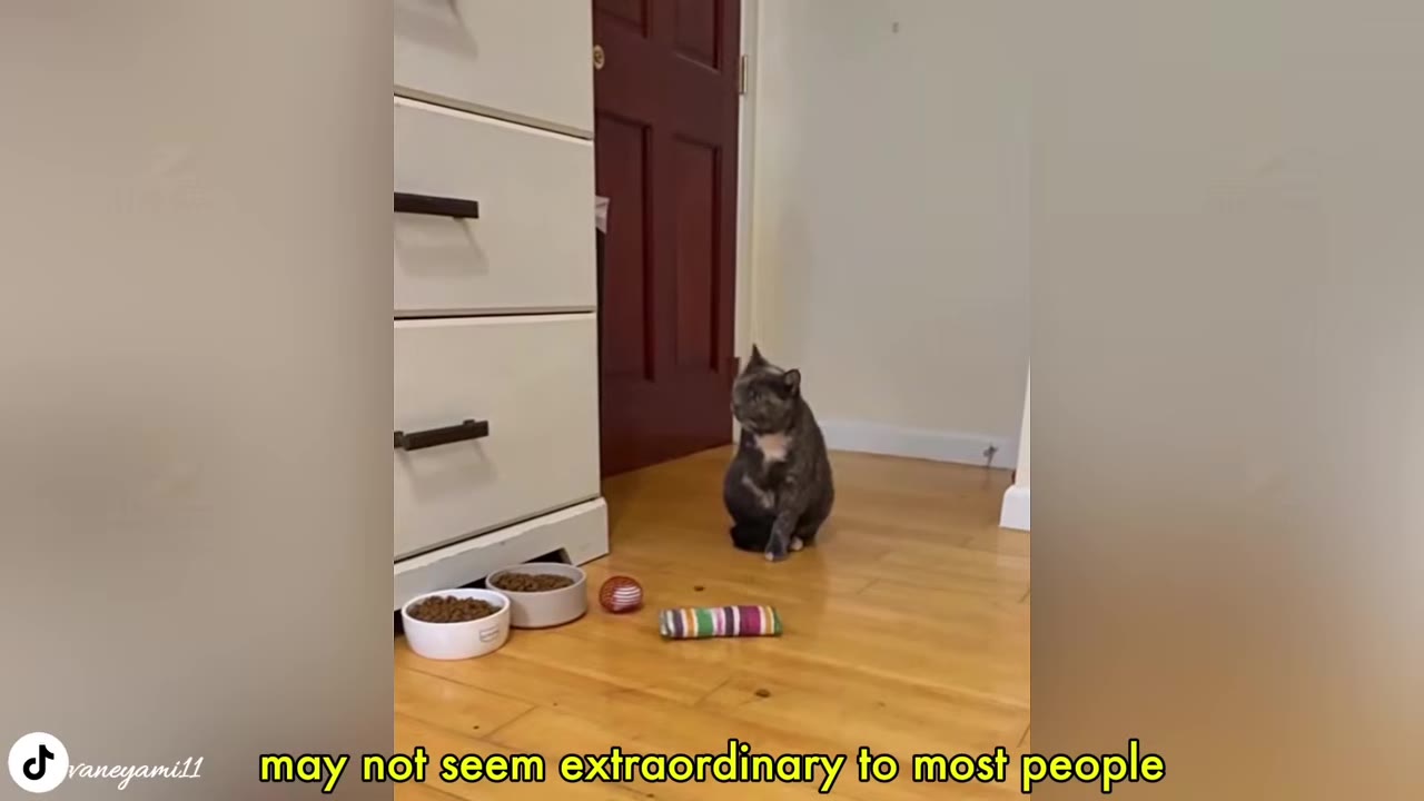 A tortoiseshell cat sitting upright on a wooden floor in a brightly lit room next to its food bowls and toys.
