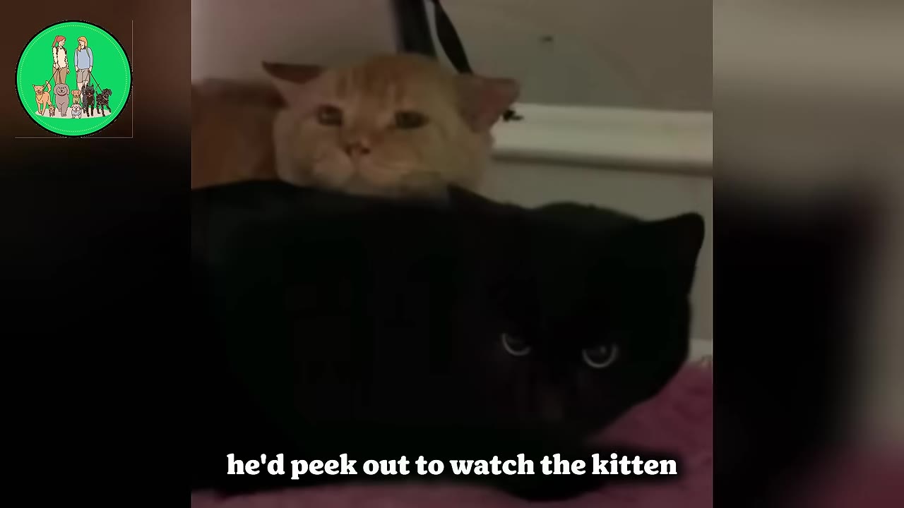 An orange cat peeks out from behind a black cat, looking forward with curious eyes.