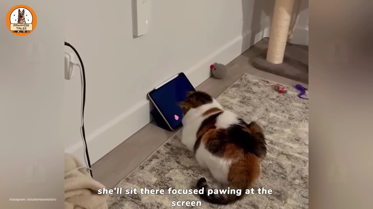 A calico cat sits on a patterned rug, looking intently at a tablet screen propped up against a white wall.