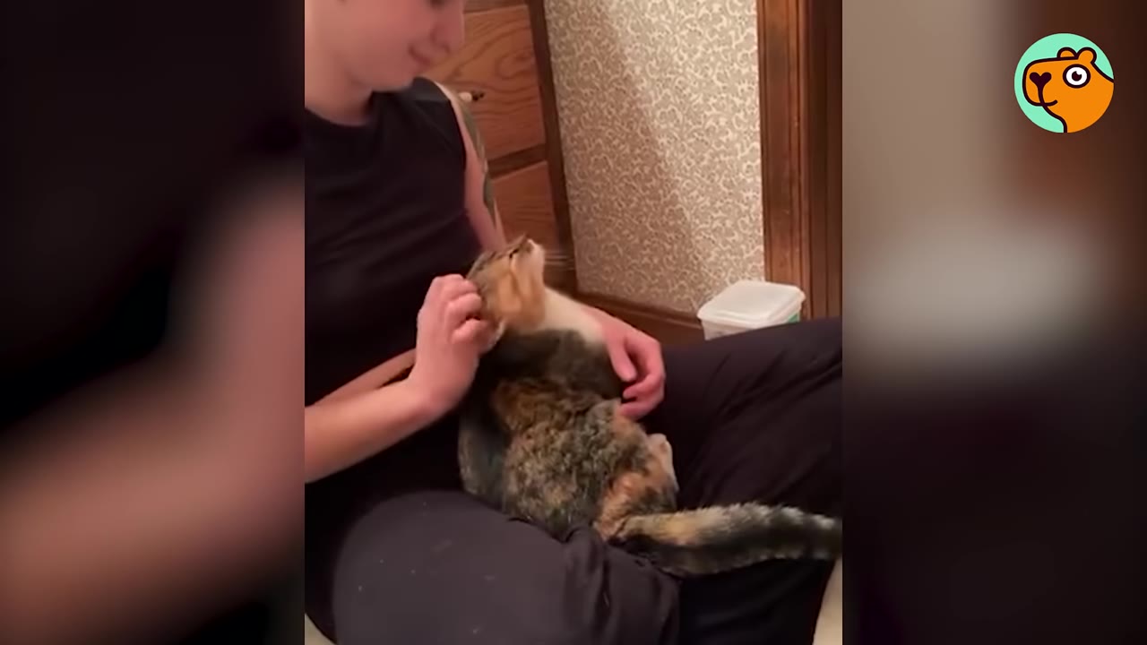 A woman sitting on the floor gently pets a relaxed calico cat lying in her lap.