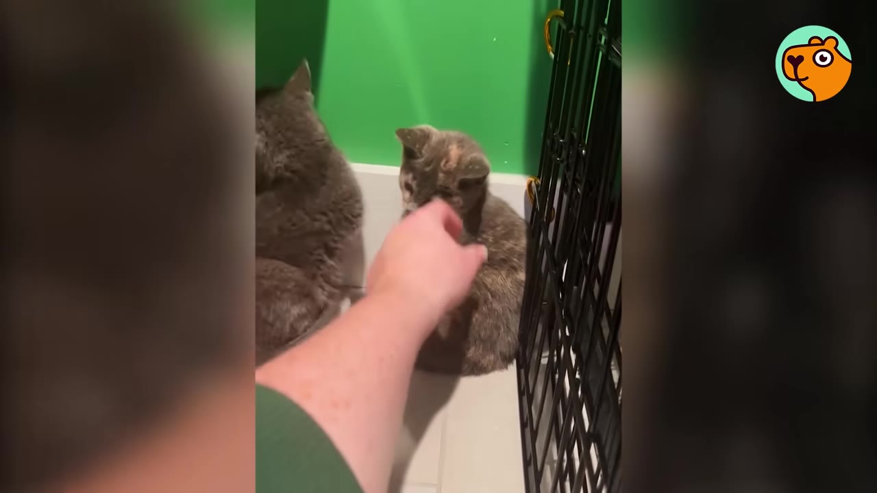 A hand reaches out to gently pet a small, light-colored kitten sitting next to a wire crate, while another kitten sits turned away in the background.