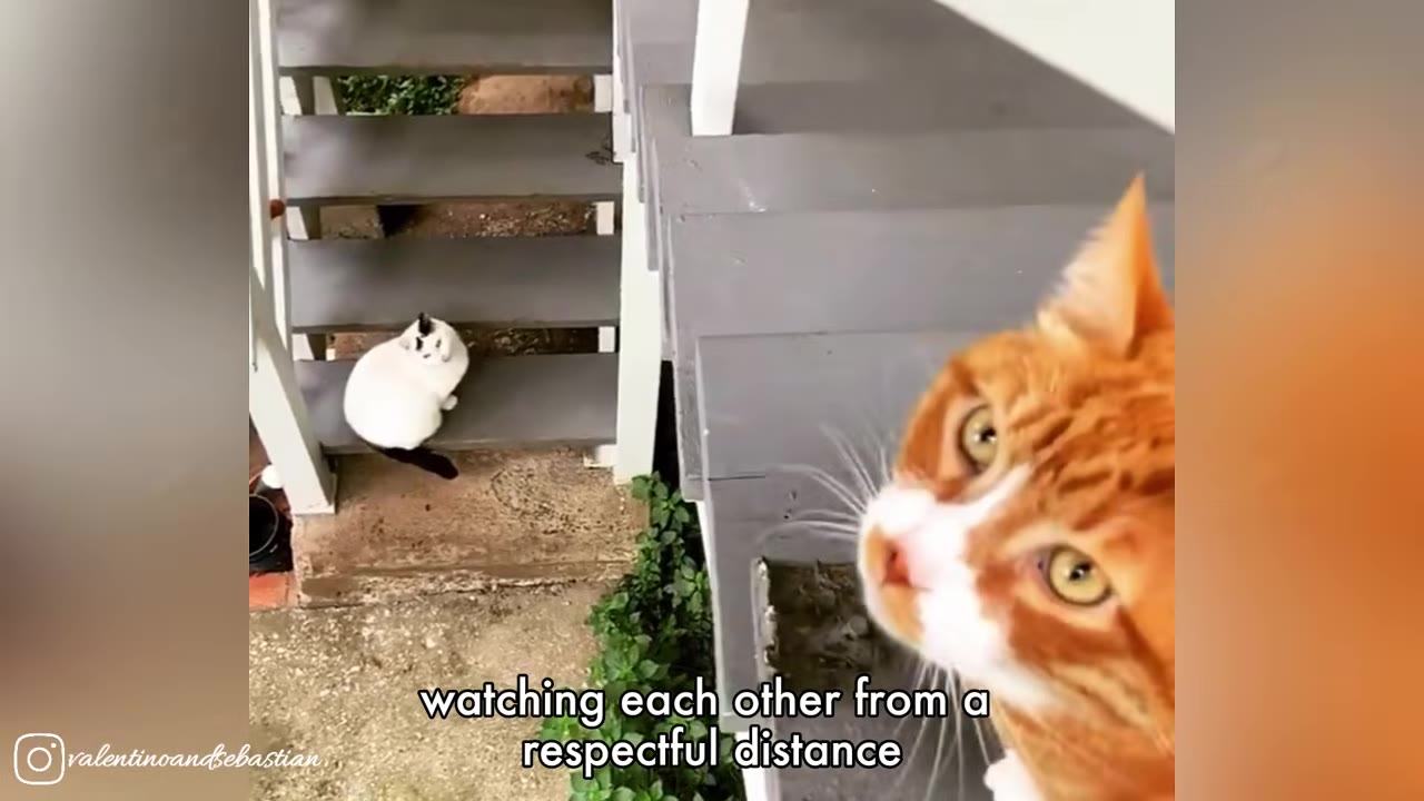 A close-up of a ginger and white cat looking from a wooden staircase down at a white cat with black markings sitting on the lower steps.