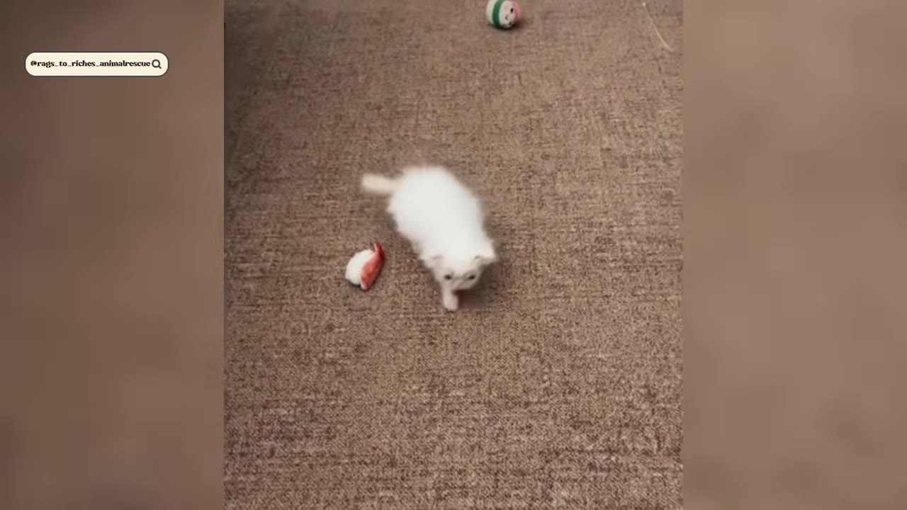 A small, fluffy white kitten walking on a brown carpet next to a toy.