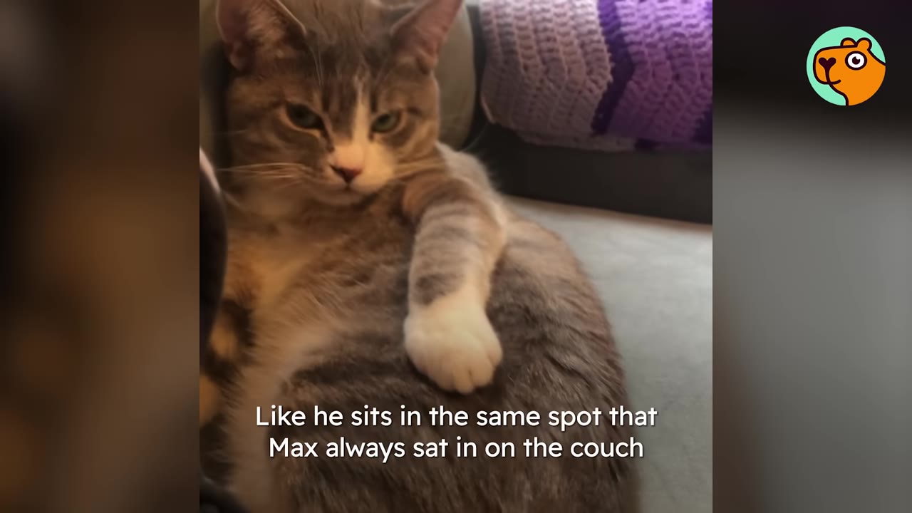 A grey and white tabby cat sits on a couch with a somber expression.