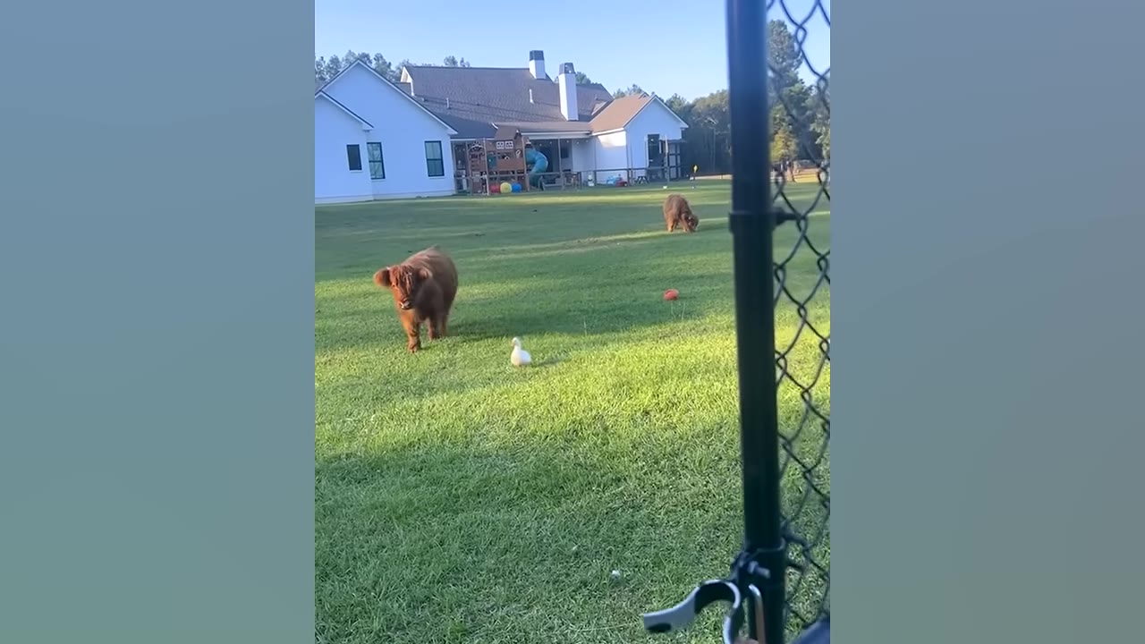 A fluffy brown miniature Highland calf and a small white duck walk side-by-side across a green grassy yard in front of a white house.