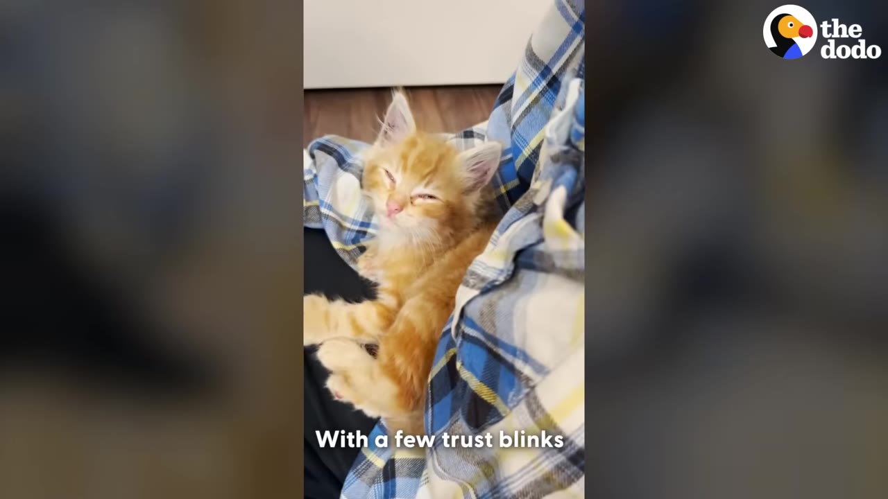 A tiny orange tabby kitten with its eyes half-closed rests on a person's lap wearing a blue and white plaid shirt.