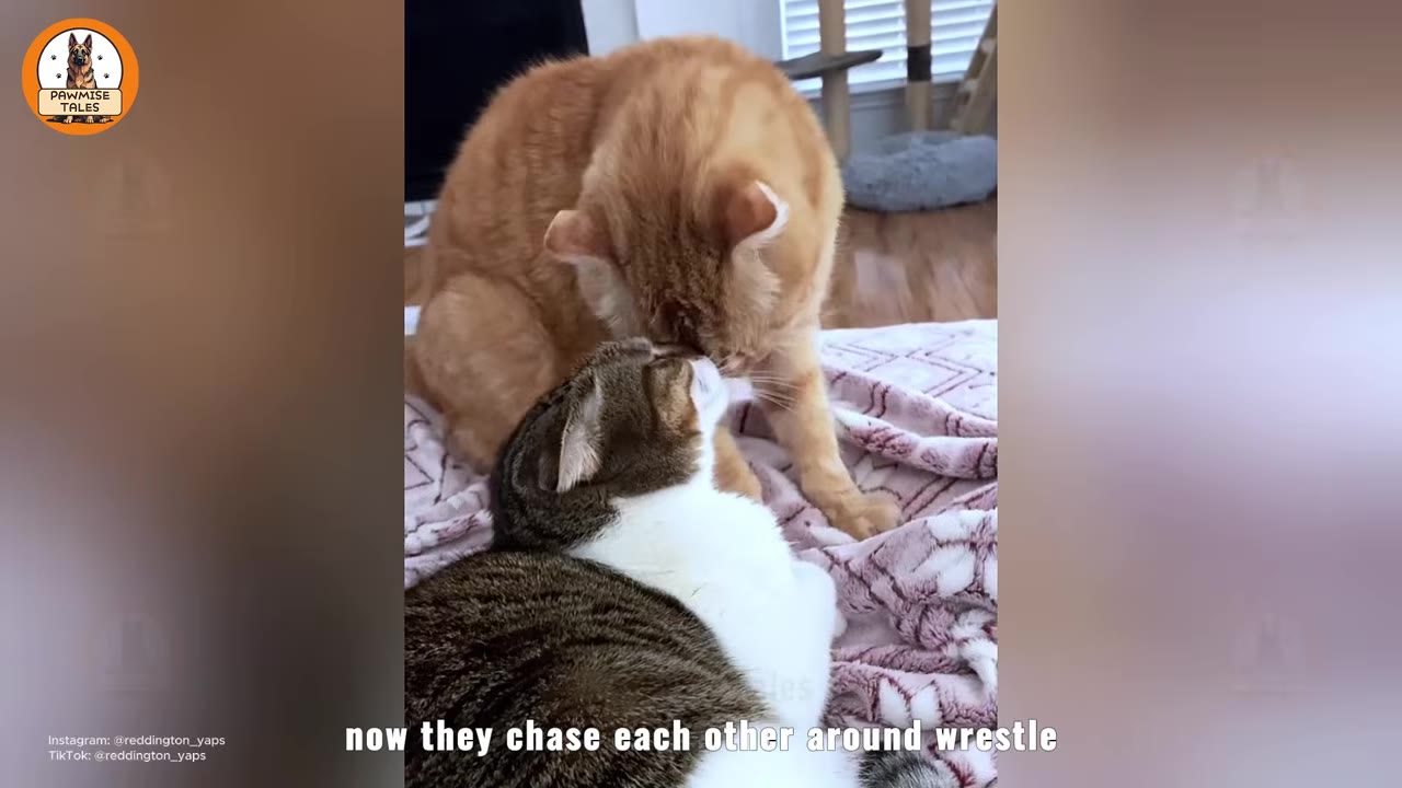 An orange tabby cat and a brown and white cat touching noses while sitting on a pink patterned blanket.