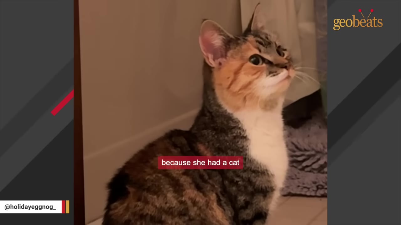 A close-up of a calico and tabby cat looking up with wide, alert eyes.