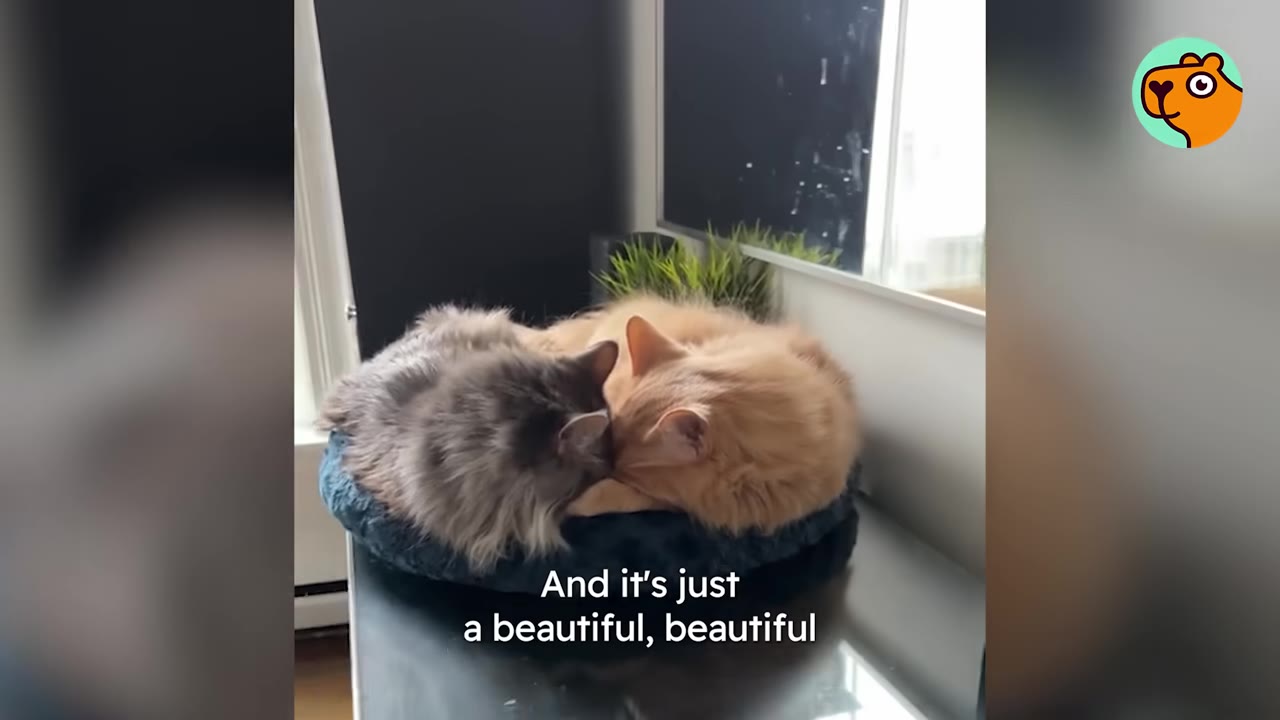 A fluffy grey cat and a fluffy orange cat curl up together head-to-head in a small round pet bed.