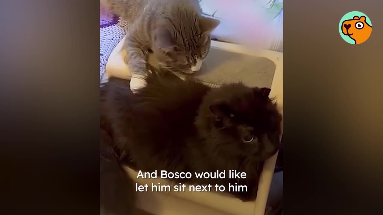 A grey and white cat gently touches a fluffy black cat sitting on a cat tree platform.