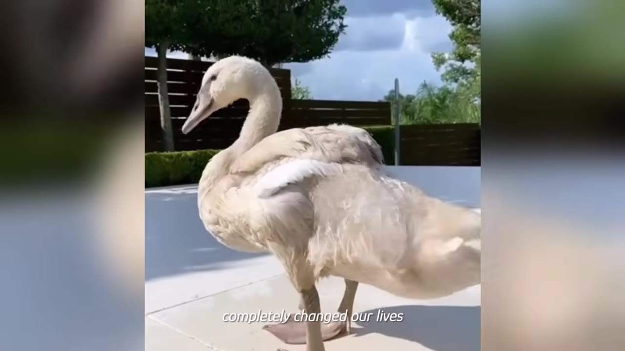 A large, healthy white swan standing on a sunny outdoor patio.
