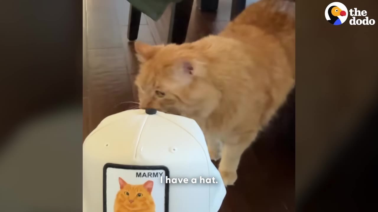 An orange cat standing on a wooden floor, sniffing a white baseball cap that has a patch with a picture of an orange cat and the name Marmy on it.
