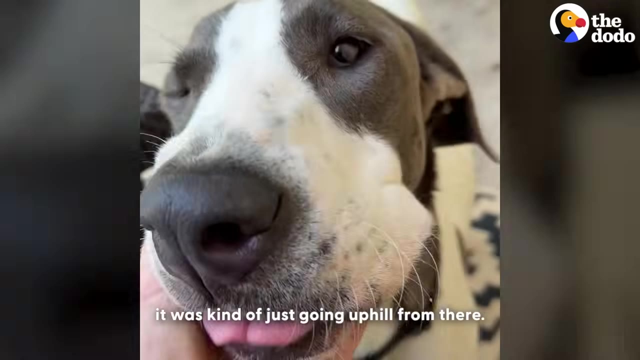 A close-up shot of a healthy grey and white dog looking directly into the camera with its tongue slightly out.