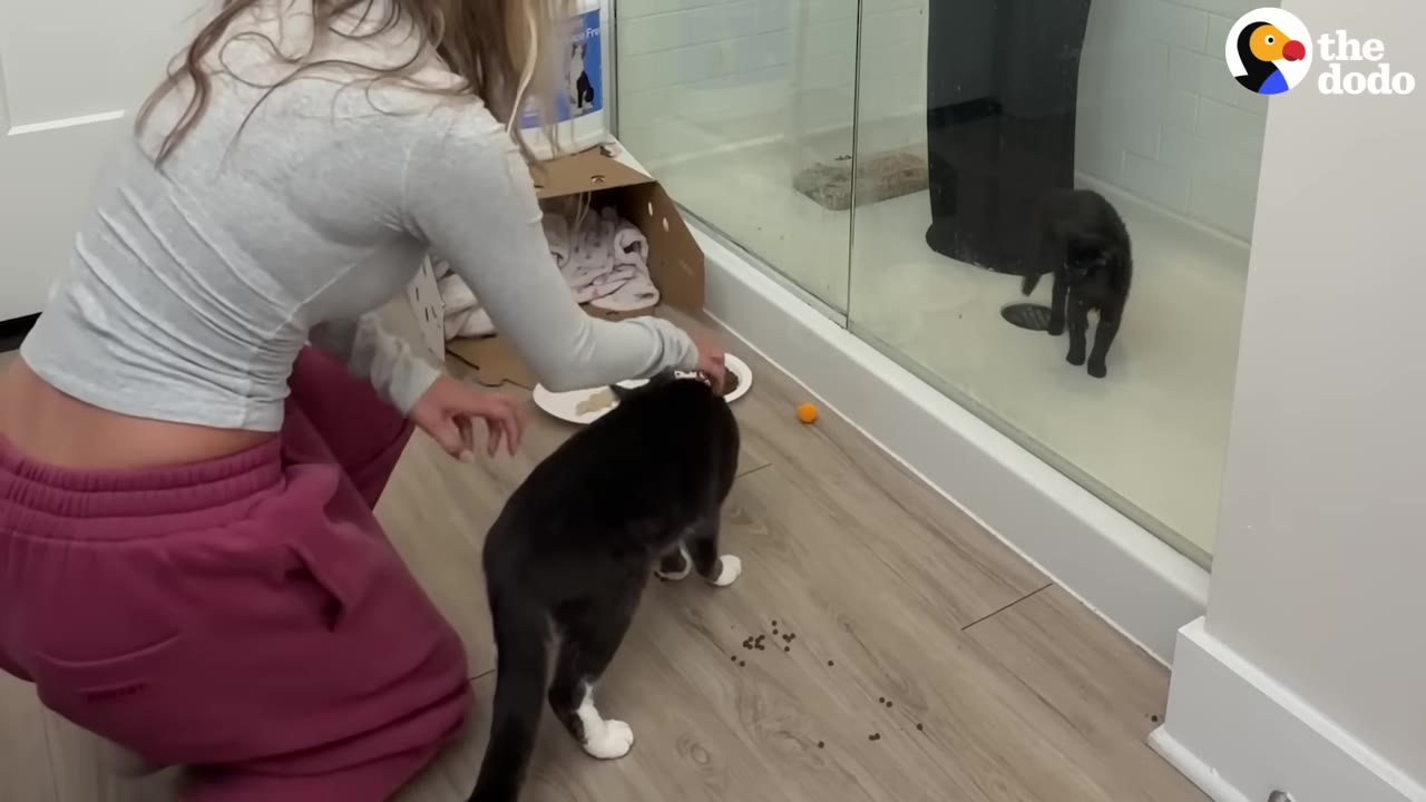 A woman in a grey long-sleeve shirt and pink sweatpants kneels on the floor, gently guiding a black and white cat as it looks through a glass shower door at a black cat standing inside the shower.