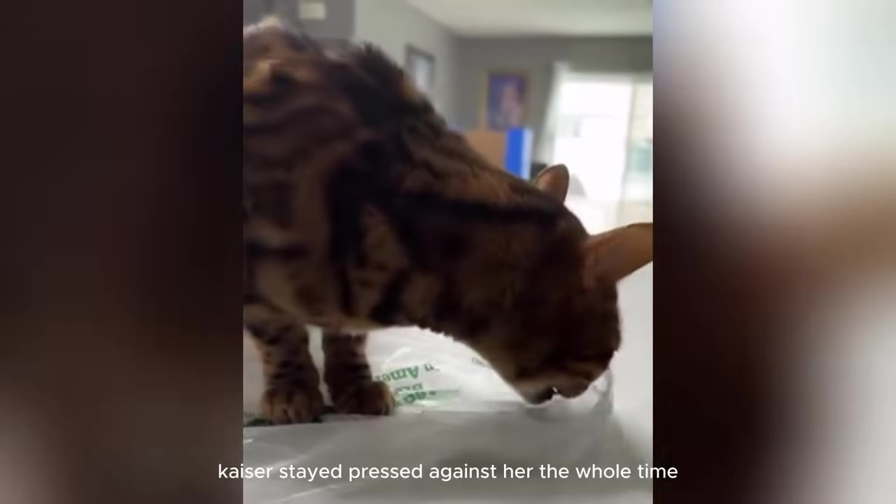 A Bengal cat leaning down with its head lowered, appearing to sniff or bite a surface.