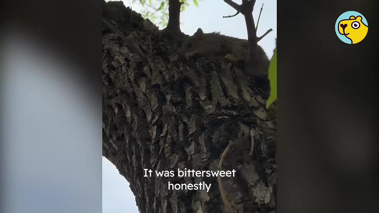 A squirrel perched high up on the rough bark of a tree trunk, looking down.