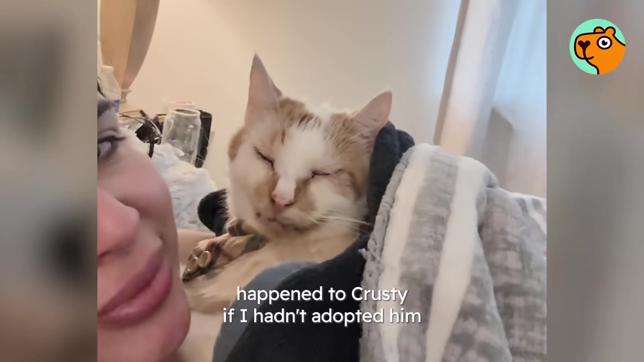 A close-up of a light orange and white cat named Crusty resting comfortably next to his owner's face under a blanket.