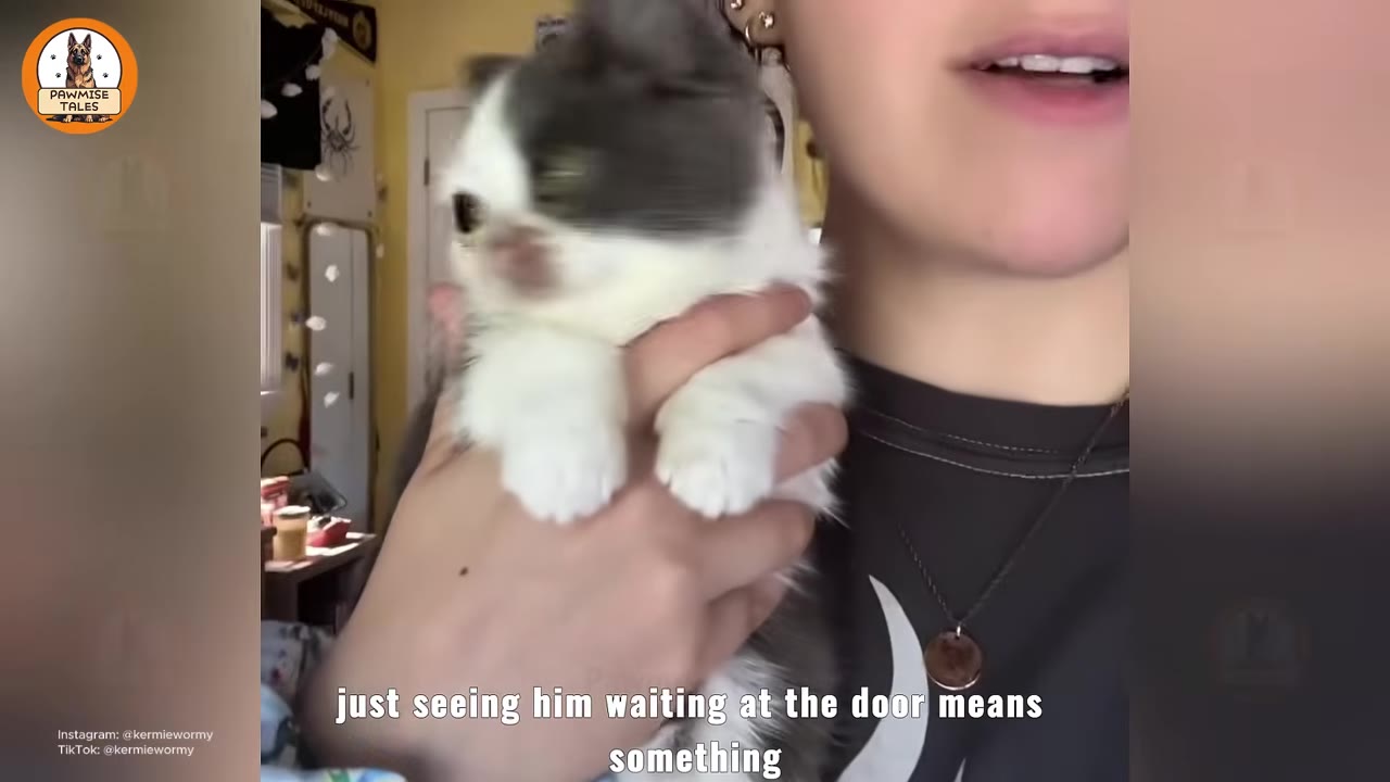 A close-up shot of a small grey and white kitten being held gently in a person's hand close to their chest.